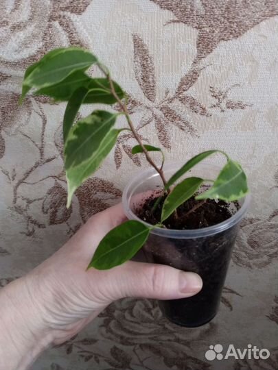 Домашние растения