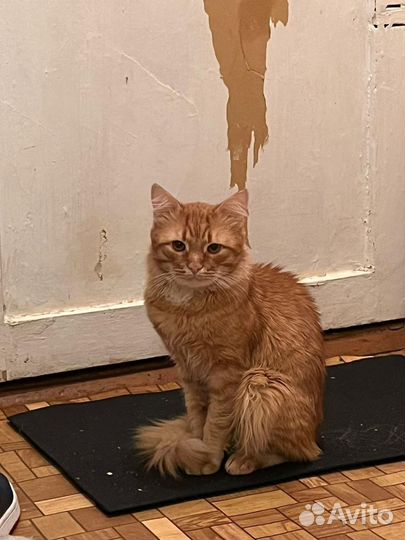 Котик ищет себе дом