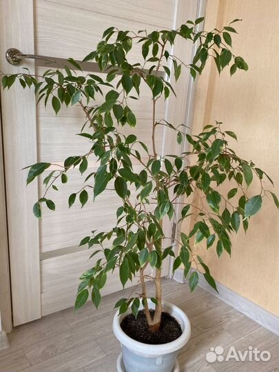 Фикус бенджамина пестролистый большой