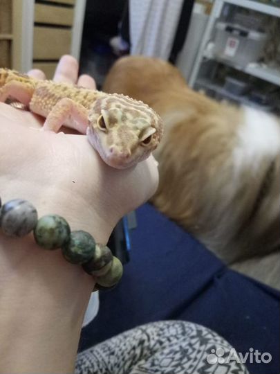 Уход за экзотическими животными, передержка