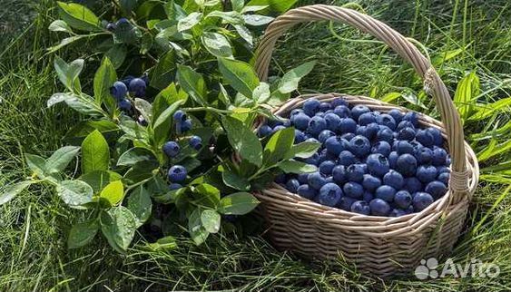 Кислый торф для растений/Стерлитамак