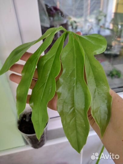 Антуриум Клавигерум