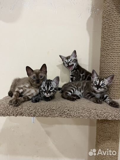 Бенгальские котята