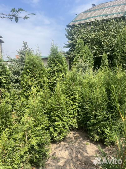 Туи, ели, самшиты