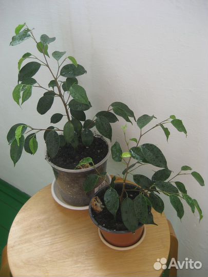 Фикус бенджамина