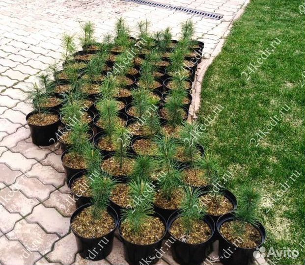 Саженцы сибирского кедра