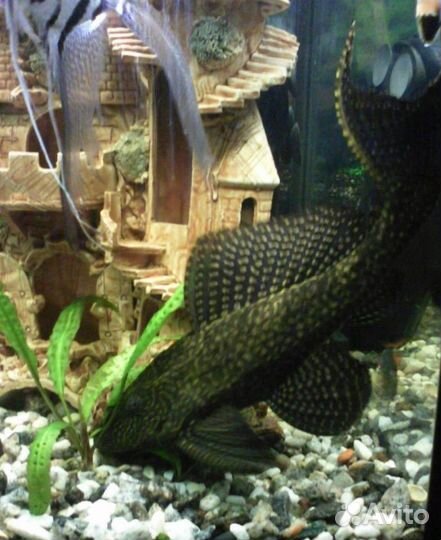 Птеригоплихт