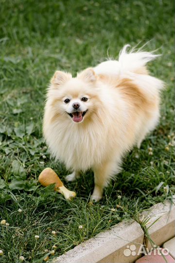 Вязка шпиц кобель