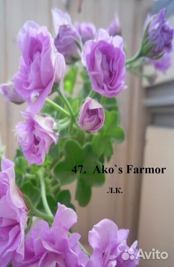 Укорененные черенки плющелистной пеларгонии