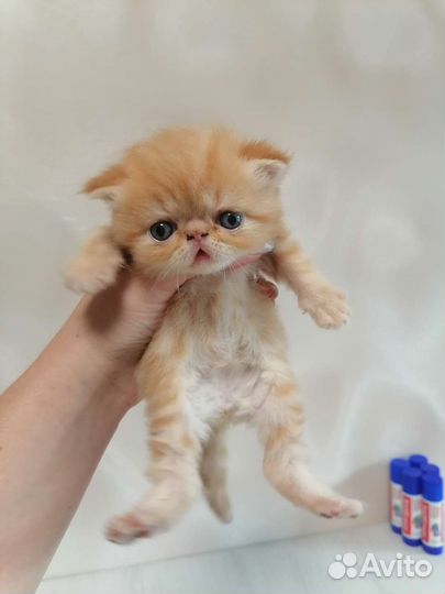 Даром Экзотические котята