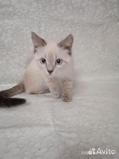 Котики