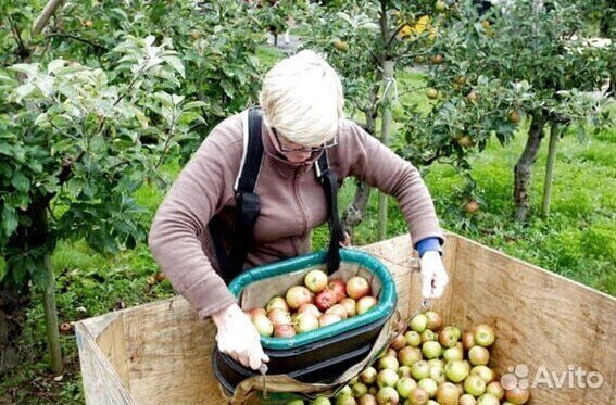 Сборщик яблок. Сезонная работа