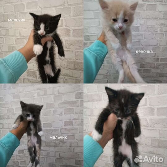 Котята в добрые руки