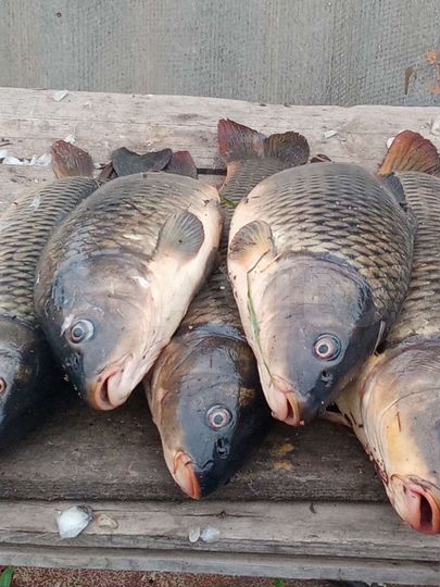 Дом 50 м² на участке 7 сот.