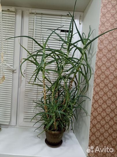 Комнатные цветы алоэ