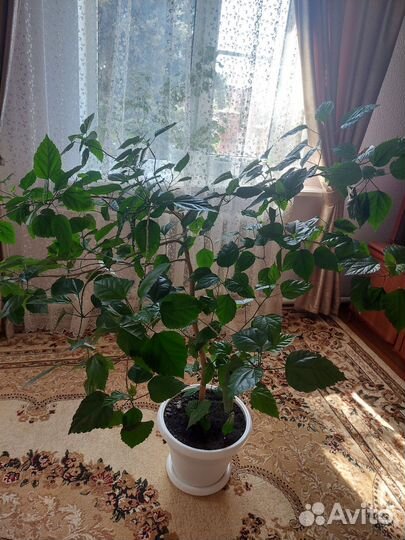 Гибискус китайская роза