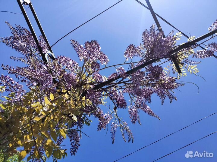 Глициния, семена