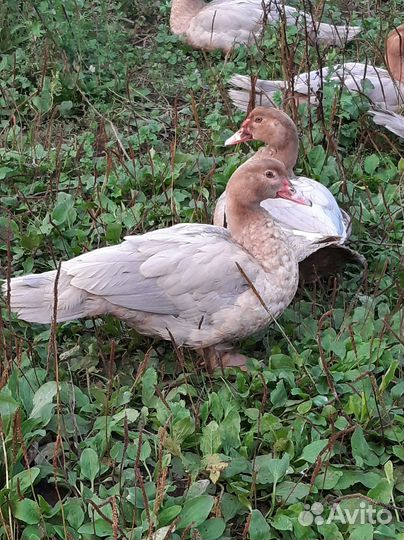 Индоутка мускусная утка