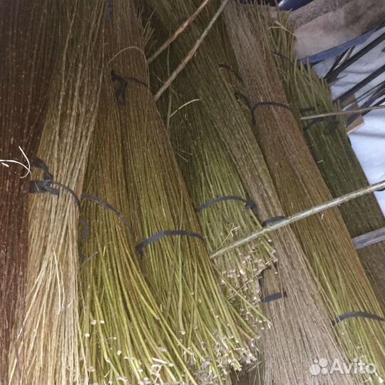 Редкие растения для сада