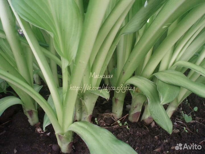 Хоста, лилейник, флоксы, вербена