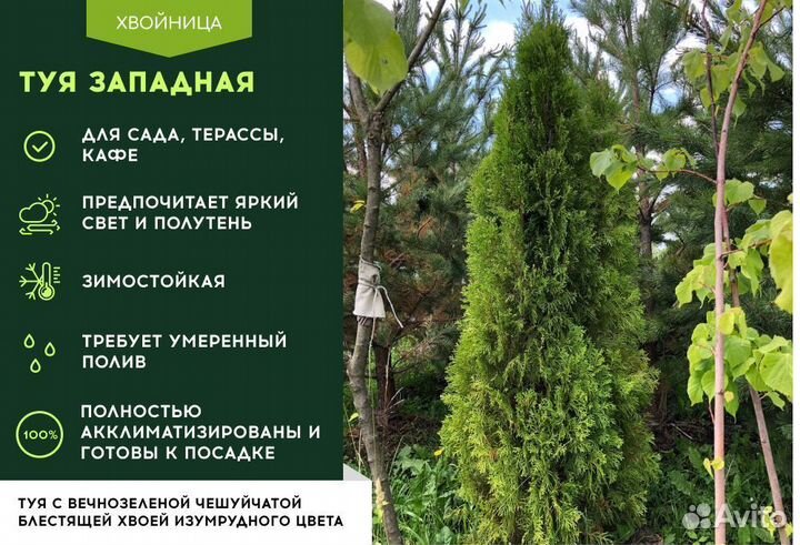 Туя Смарагд 1,8-2 м,Колумна