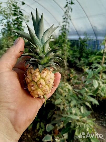 Ананас карликовый