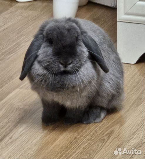 Кролик вислоухий с дорогой клеткой
