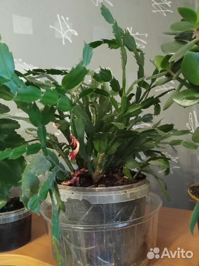 Комнатные цветы