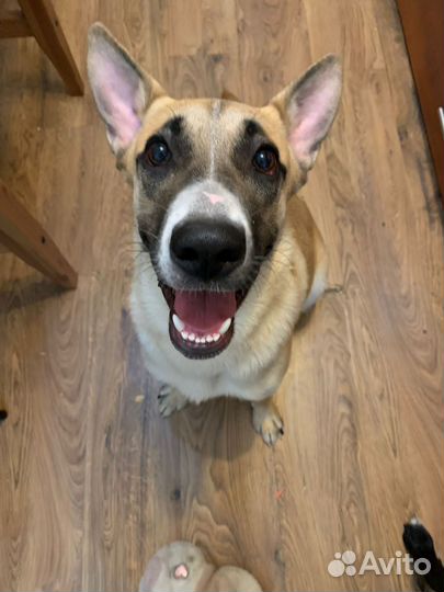 Собака в добрые руки