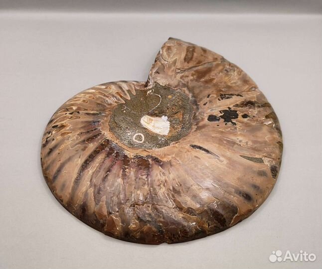 Аммонит Cleoniceras, Мадагаскар / Окаменелости