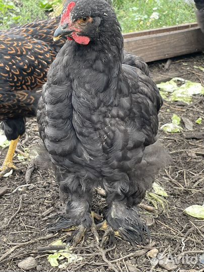 Петушки породы Кохинхин стандарт