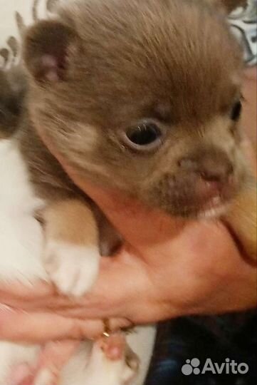 Щенки чихуахуа мальчишки и девочка