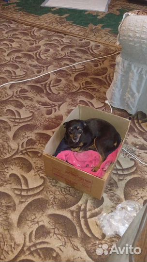 Мини девочка