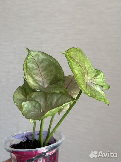 Сциндапсус Маяри