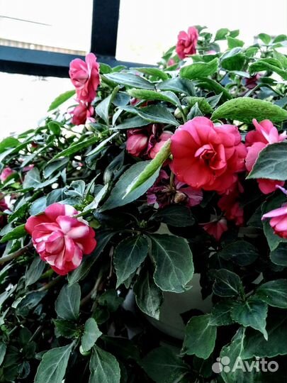 Бальзамин, ванька мокрый. 2 штуки в горшках