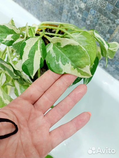 Эпипремнумы- сциндапсусы часть 1