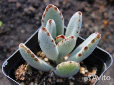 Детки-ушастики Войлочное каланхоэ (K. Tomentosa)