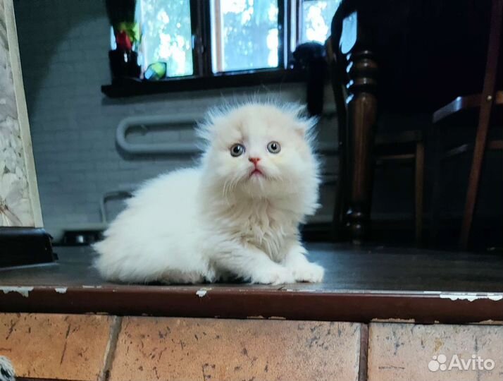 Шотландский котёнок