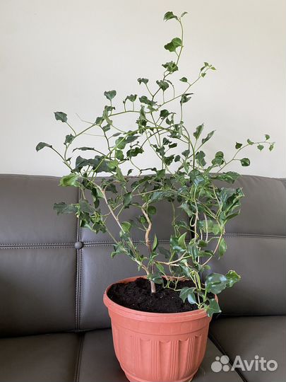 Бугенвиллия black india red