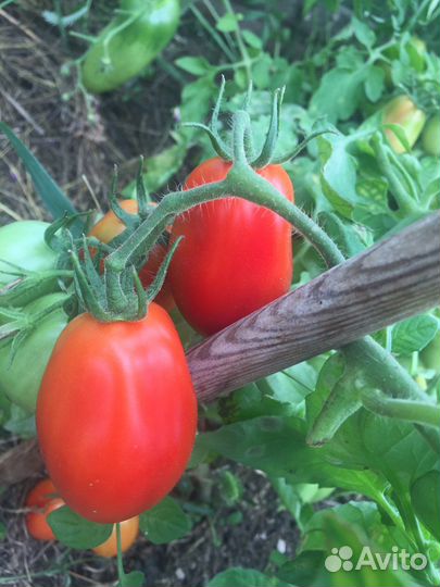 Помидор