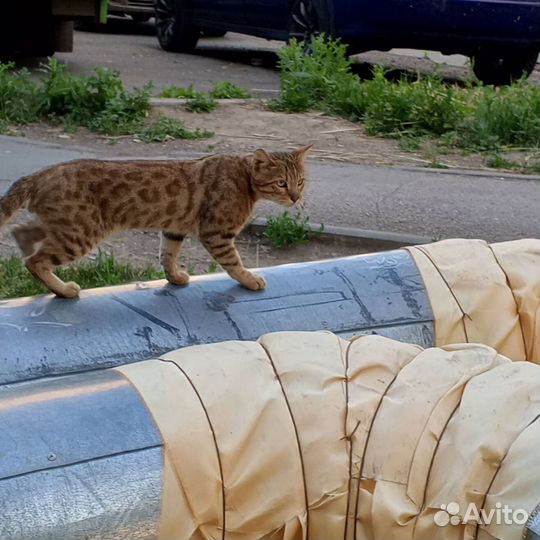 Котик в добрые руки