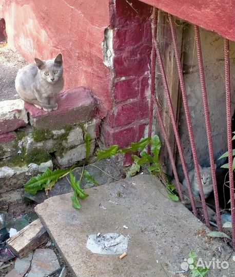 Красивые котята мальчики