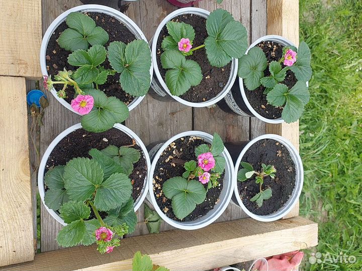 Клубника (земляника) ампельная саммер ремонтантная