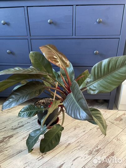 Филодендрон imperial red