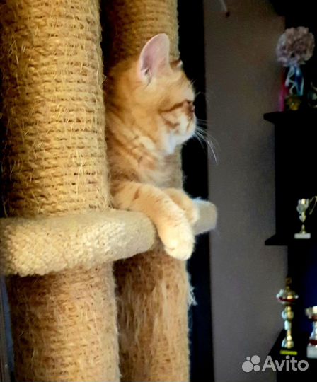 Персидские котята