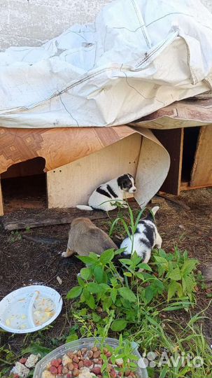 Щенки бесплатно средней породы