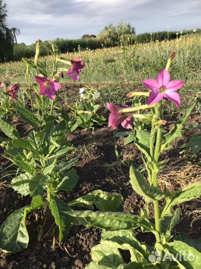 Семена табака