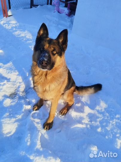 Вязка немецкая овчарка