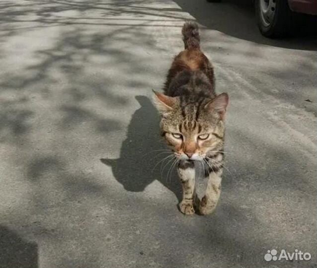Котик курильский бобтейл