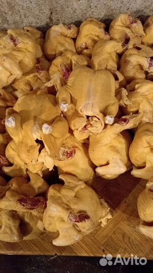 Куры бройлеры